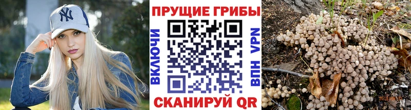 где продают наркотики  Подпорожье  Галлюциногенные грибы Psilocybine cubensis 